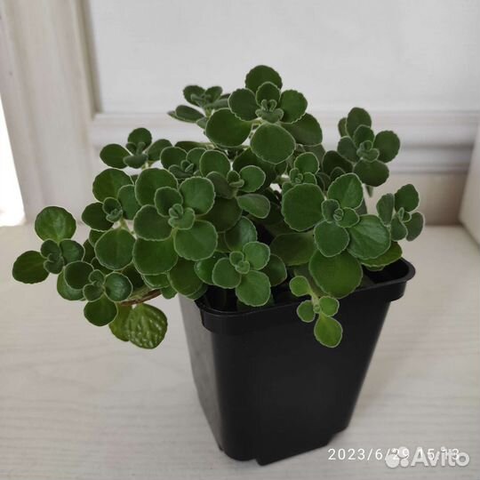 Плектрантус, комнатная мята