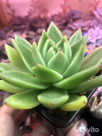 Редкие эхеверии/Marble, Gilo