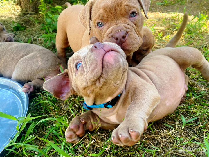Щенки американского булли