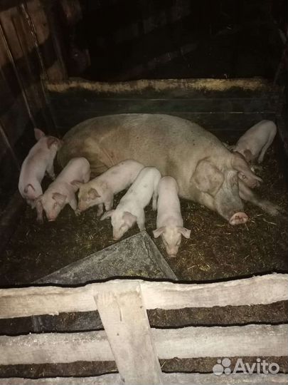 Поросята