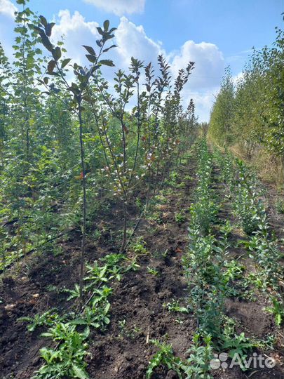 Растений декативные саженцы для озеленения