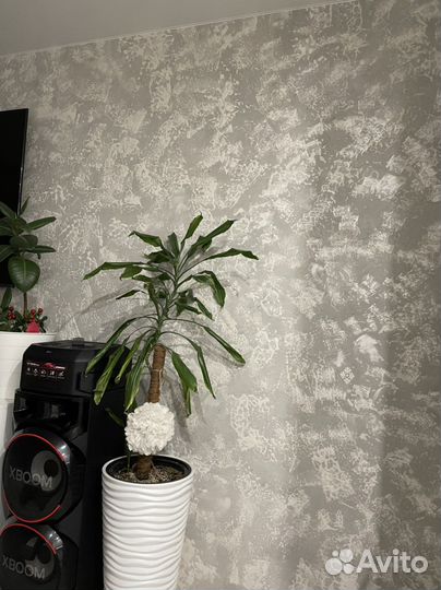 Пальма юкка