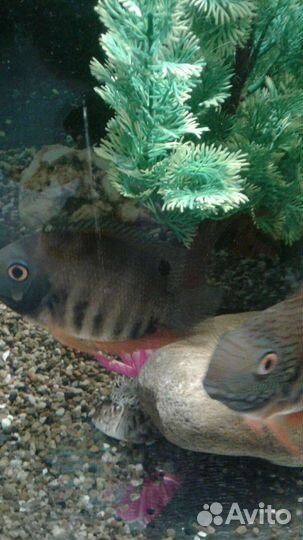 Чернополосая,северум пара