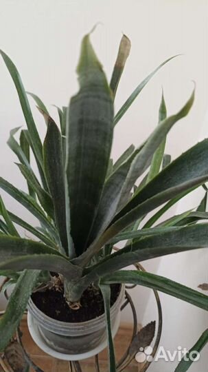 Бильбергия