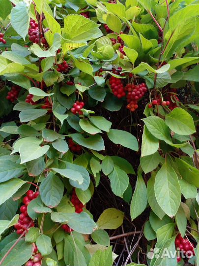 Лимонник китайский, ягоды