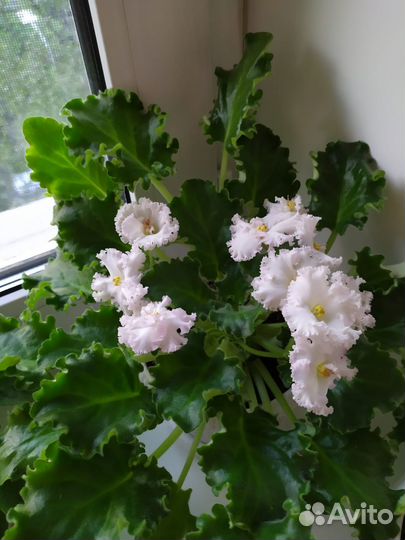 Продам Фиалки