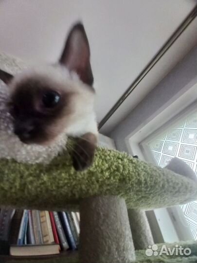 Кошечки - Мекошечки