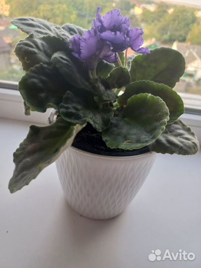 Фиалка в горшках