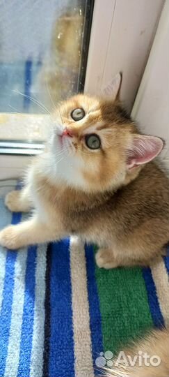 Кошка британская шиншилла