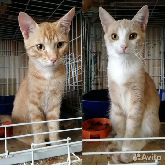 Котенок мальчик