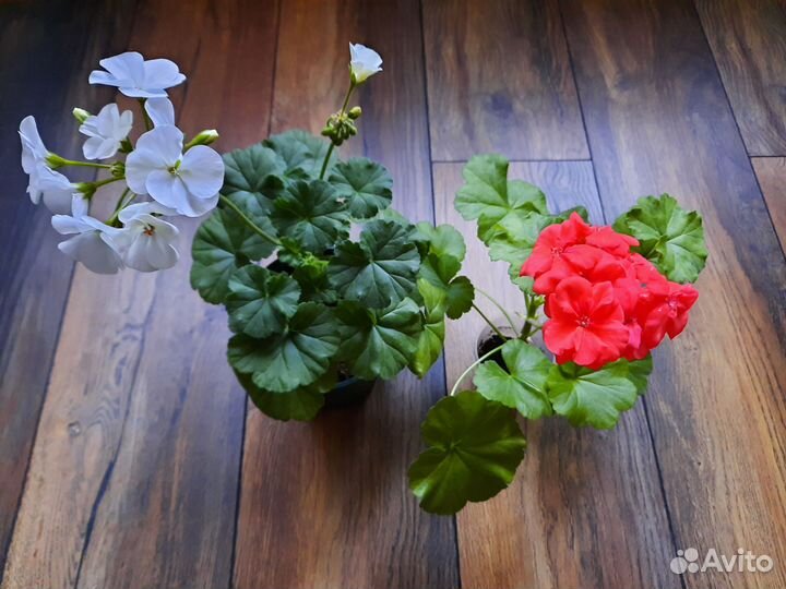 Герань пеларгония белая, пеларгония герань красная