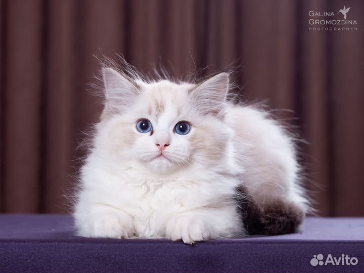 Котята рэгдолл ragdoll