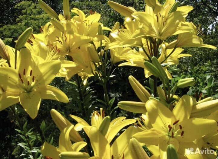 Гиппеаструм амариллис луковицы - лилии желтые