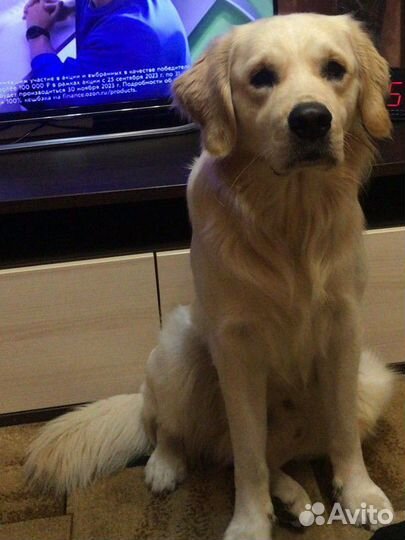 Вязка лабрадор