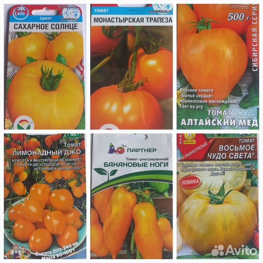 Рассада томата