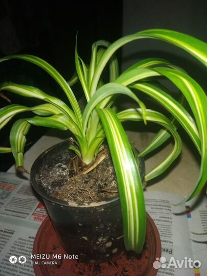 Хлорофитум