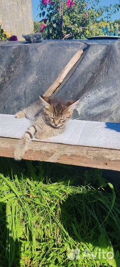 Котята ищут дом