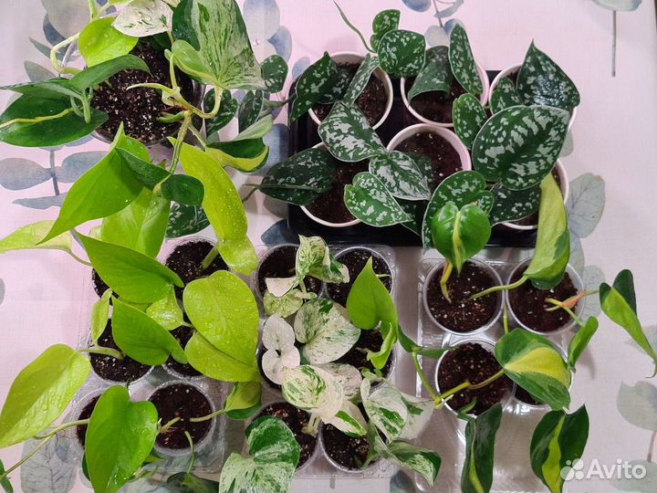 Сциндапсусы, Эпипремнумы, Филодендрон Бразил,Малай