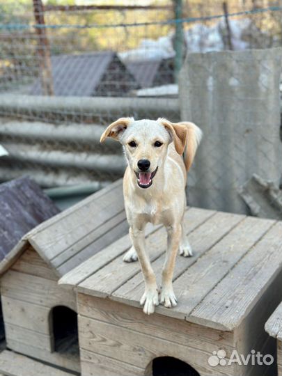 Отдам в добрые руки