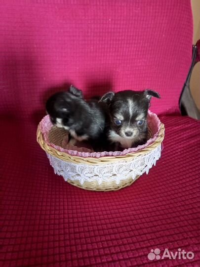 Чихуахуа щенки