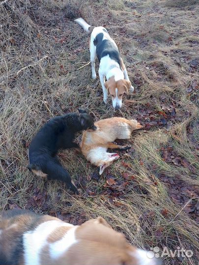 Кутята русская гончая пегая