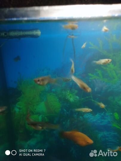 Неприхотливые живородящие рыбки гуппи