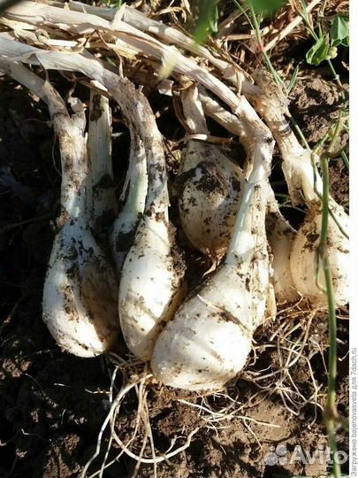 Лук-Шалот Зебруне и Белая Королева, Квочка