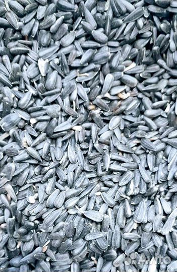 Семечка масличная