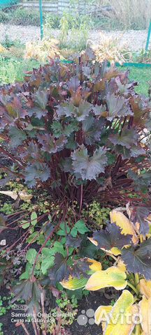 Многолетние садовые цветы