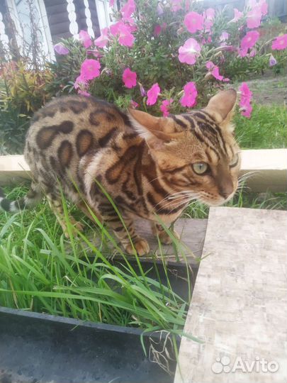 Бенгальский кот вязка