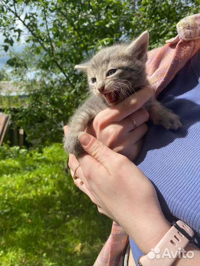 Кошка в дар