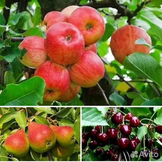 Плодовые декоративные деревья
