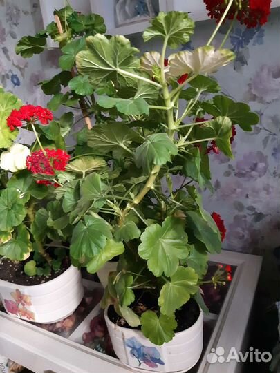 Герань розебудная