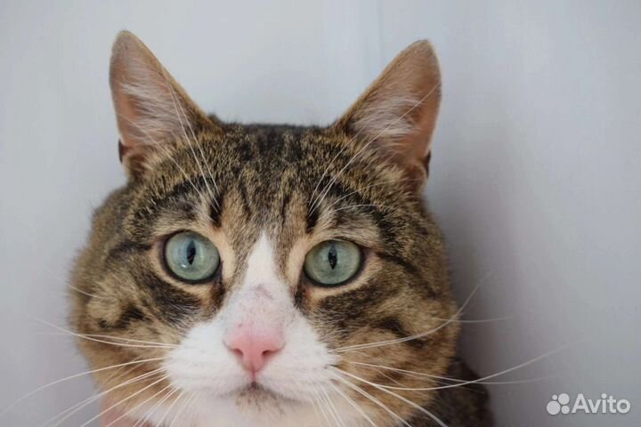 Кошки в добрые руки бесплатно