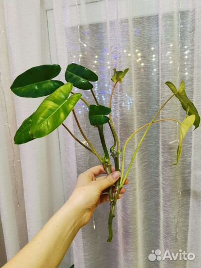 Филодендрон Бурле Маркс