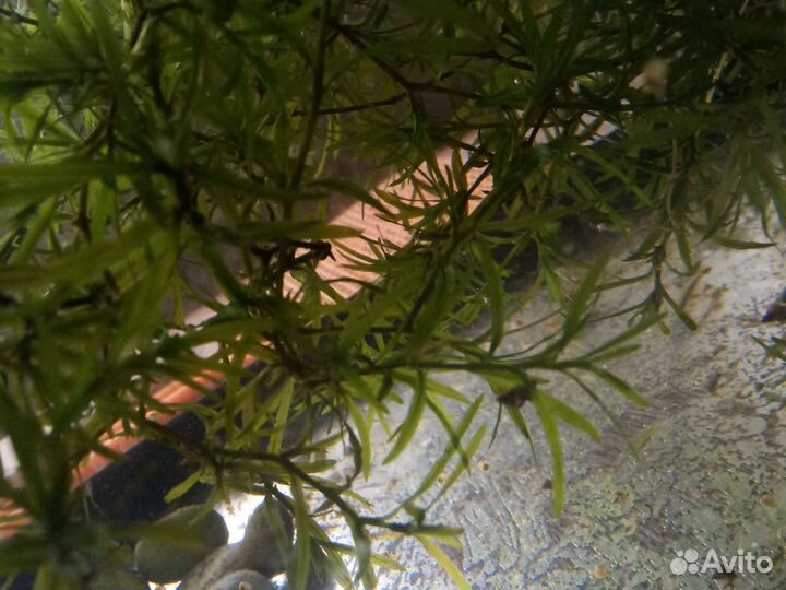 Наяс Аква.растение Бесплатно