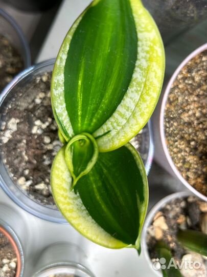 Сансевиерия сортовая