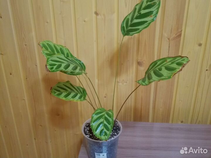 Калатея макоя