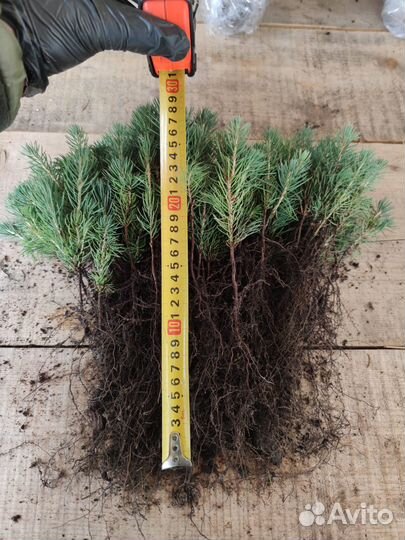 Саженцы Ель Голубая опт/окс