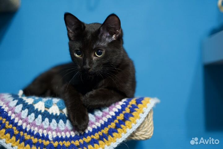 Малыш Шанель (котёнок, кот, 5 месяцев)