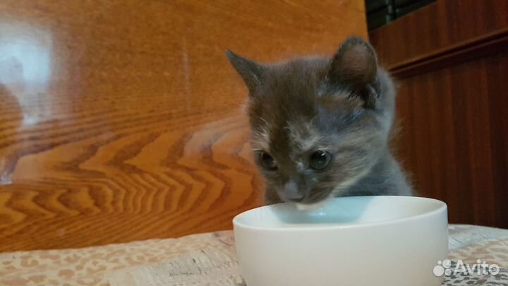 Отдам кошечку