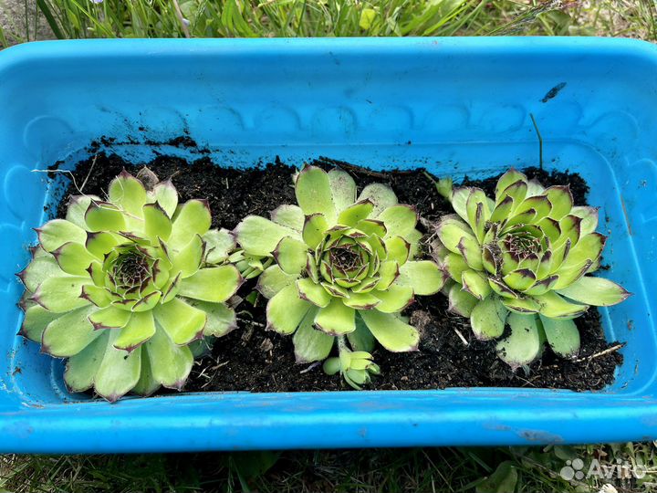 Молодило каменная роза