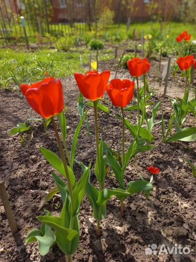 Луковицы тюльпанов