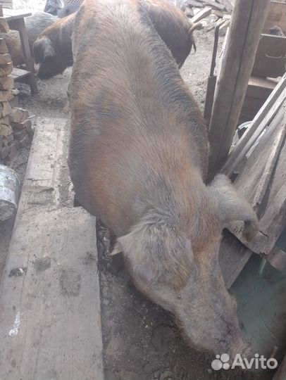 Хряк на племя