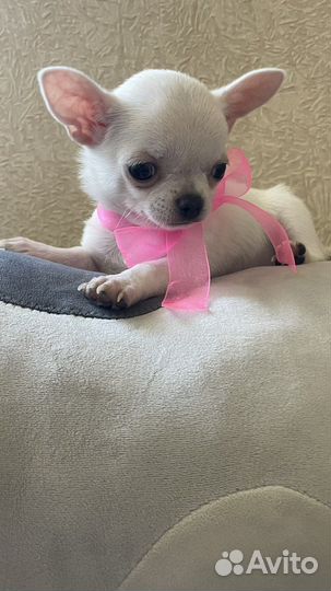 Супер мини чихуахуа