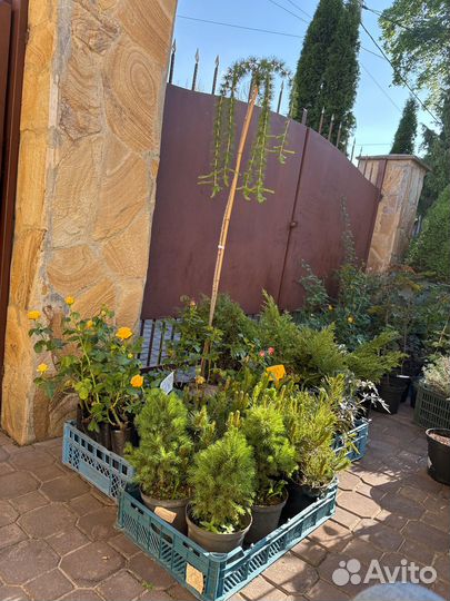 Многолетние цветы и кустарники