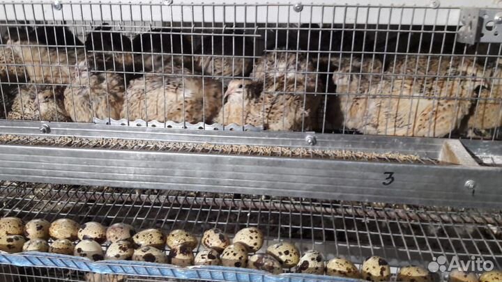 Перепела,инкубационное яйцо,суточные