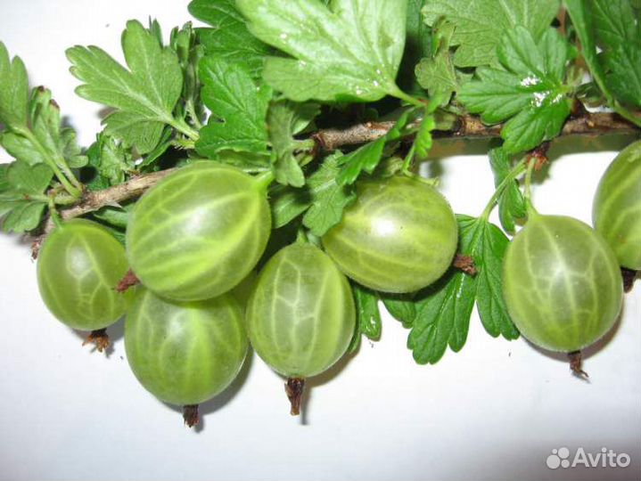 Кусты смородины и бесшипного крыжовника