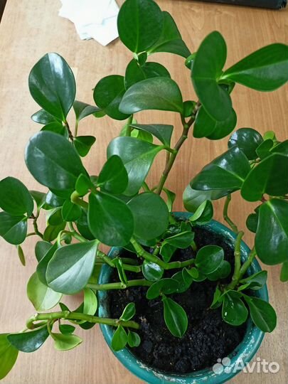 Пеперомия туполистная