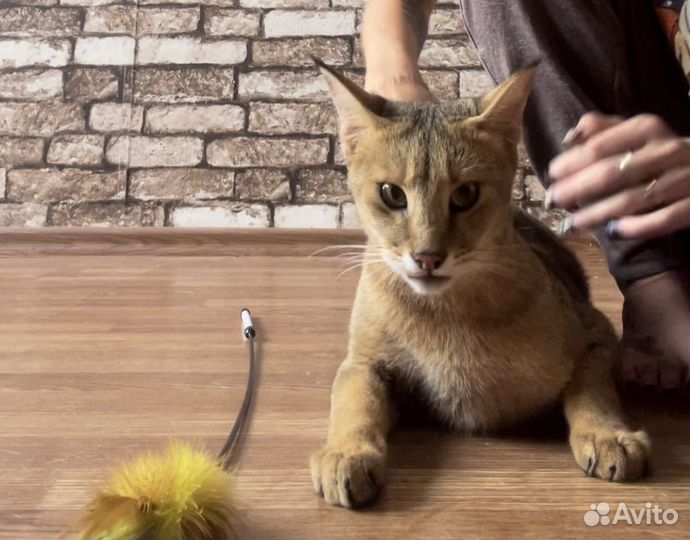 Чаузи ф1-65 девочка